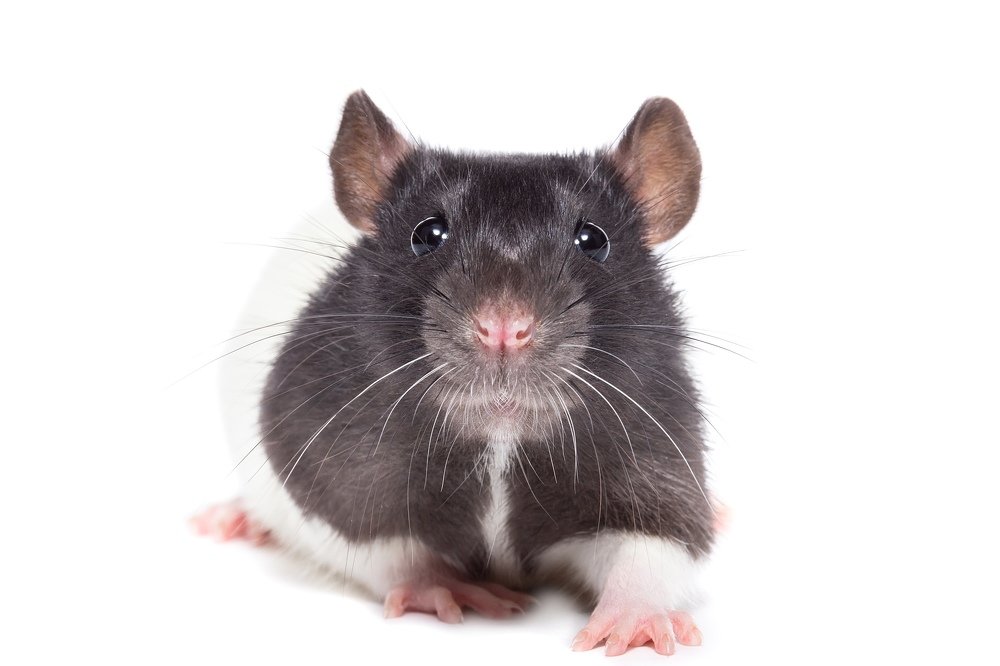 Фотография автора Юрий Корнеев