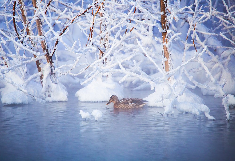 Photograph by Павел Сагайдак