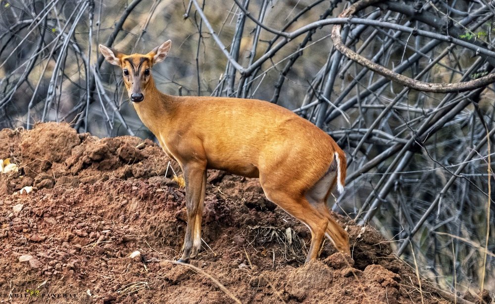 Indian Muntjac Or Barking deer.