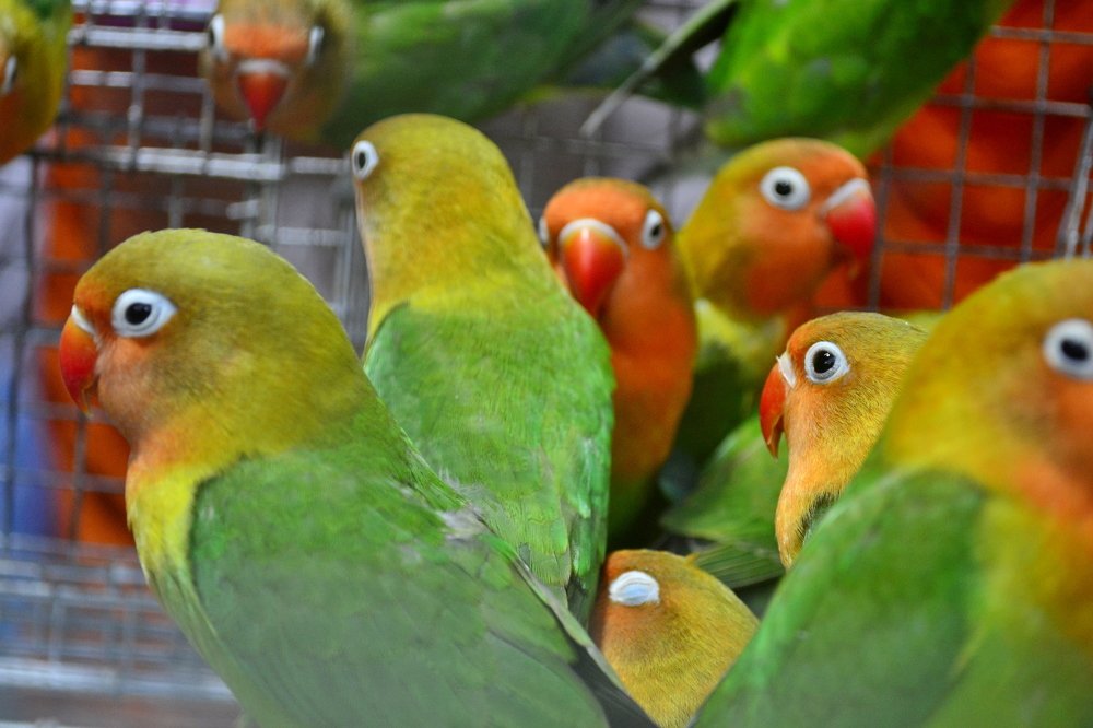 Фотография автора DEBASISH NAG