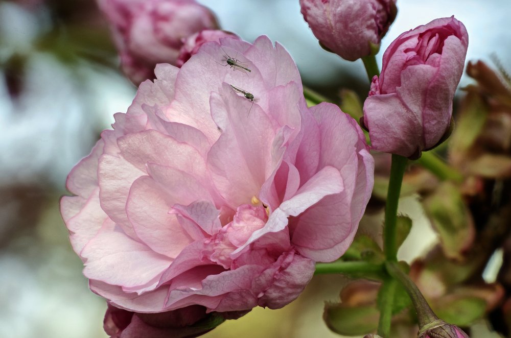 Фотография автора Владимир Троян