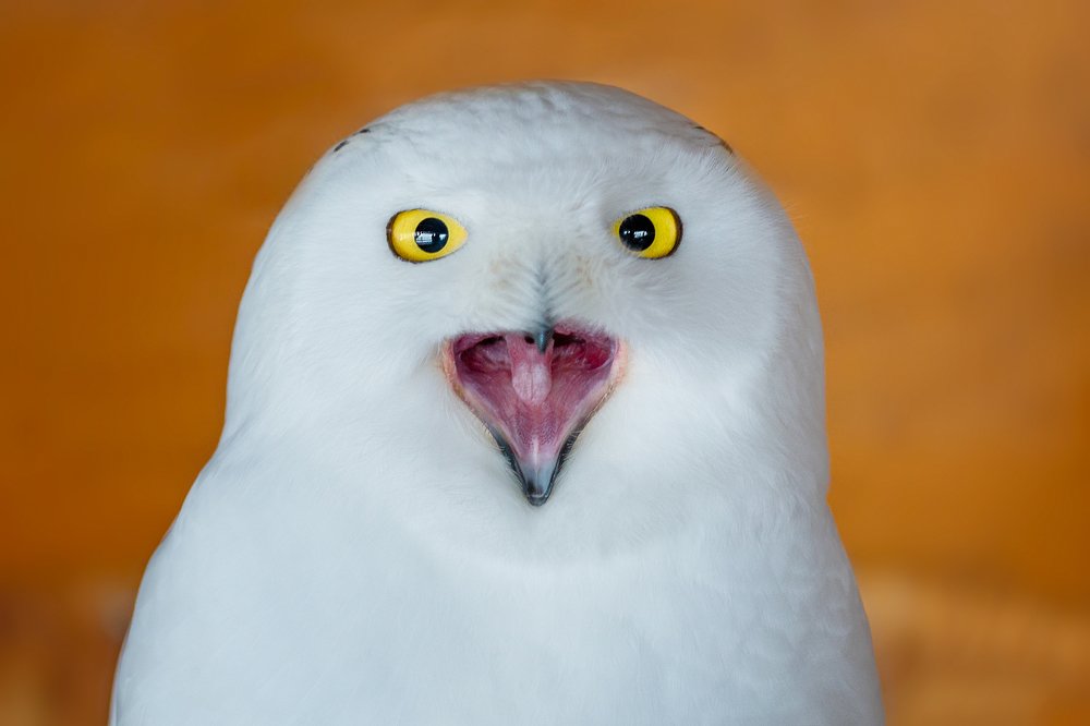 Photograph by Сергей Скоробогатов