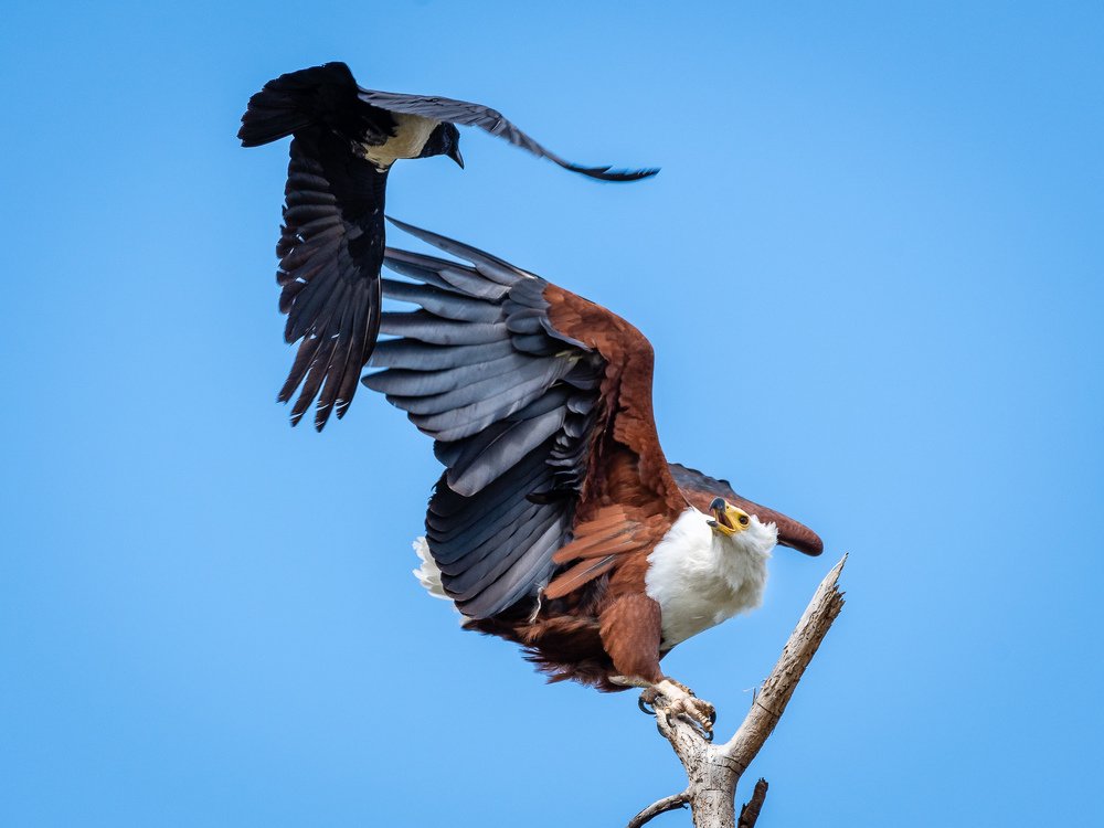 Photograph by Juerg Schmidlin