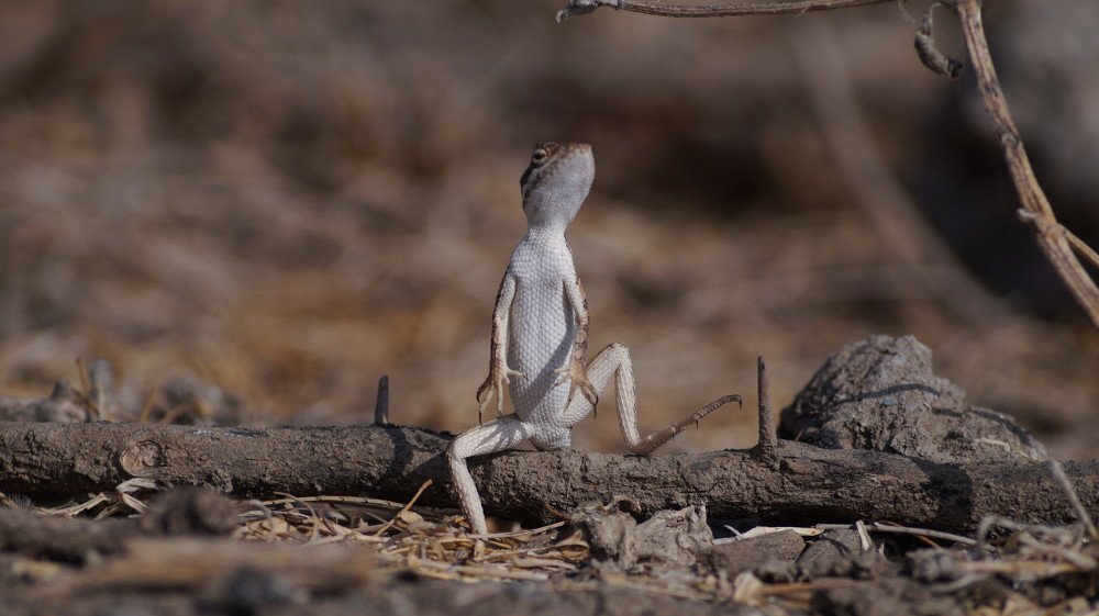 Side Blotched Lizard