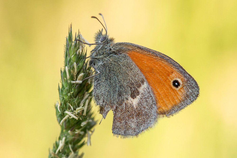 Фотография автора Nowakowski Remigiusz