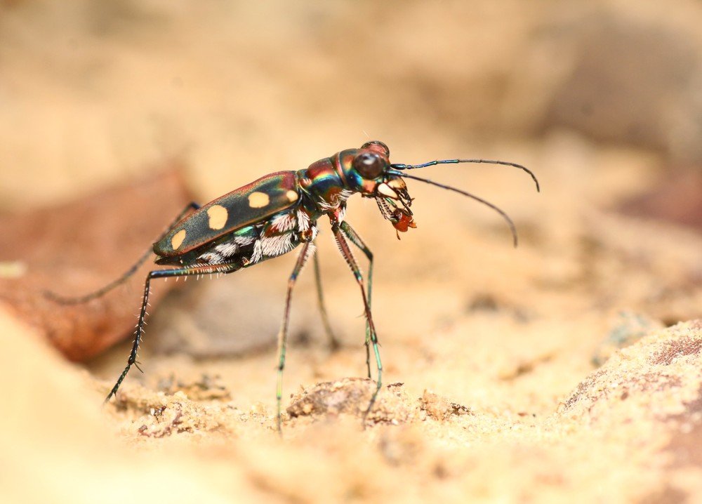 Tiger Beetle eat