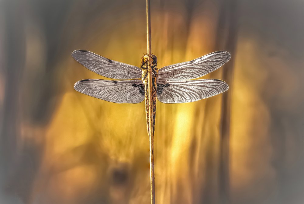 Фотография автора Nowakowski Remigiusz