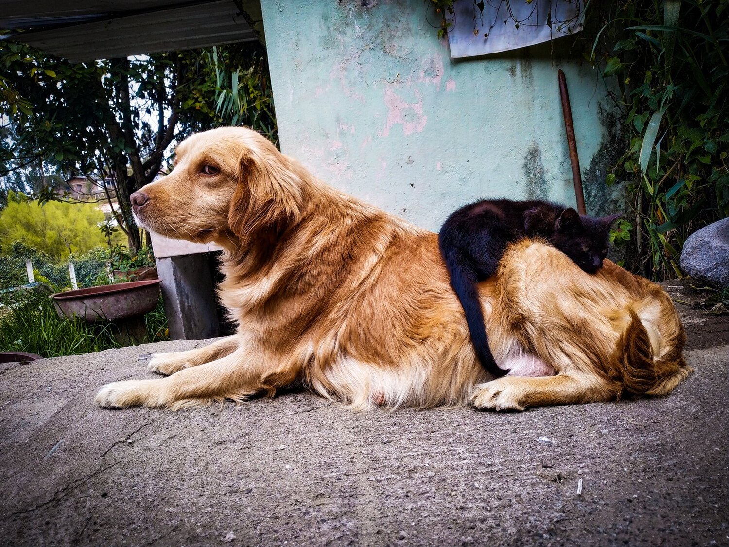 Amigos inseparables
