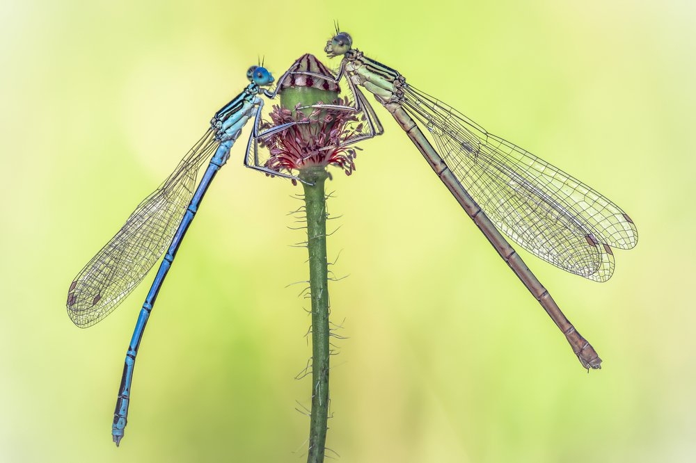 Фотография автора Nowakowski Remigiusz