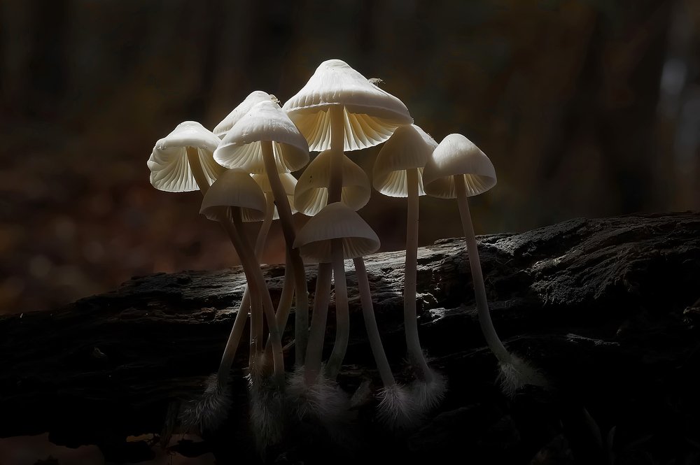 Photograph by Сергей Прокофьев