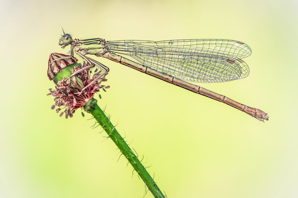 Фотография автора Nowakowski Remigiusz