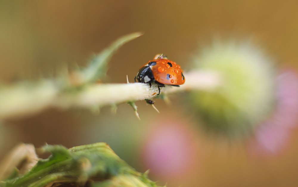 Божья коровка