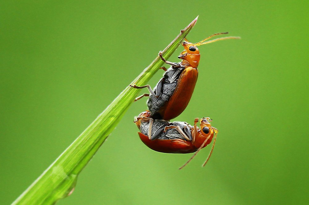 Photograph by Ujang Achmad Ujang Achmad