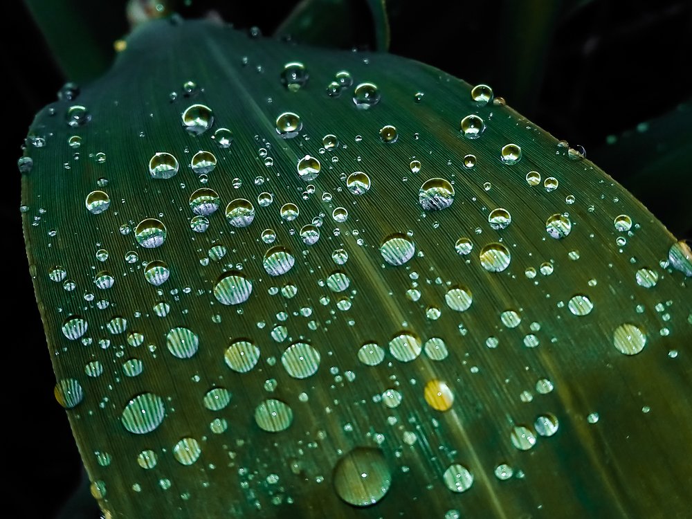 Росяное поприще