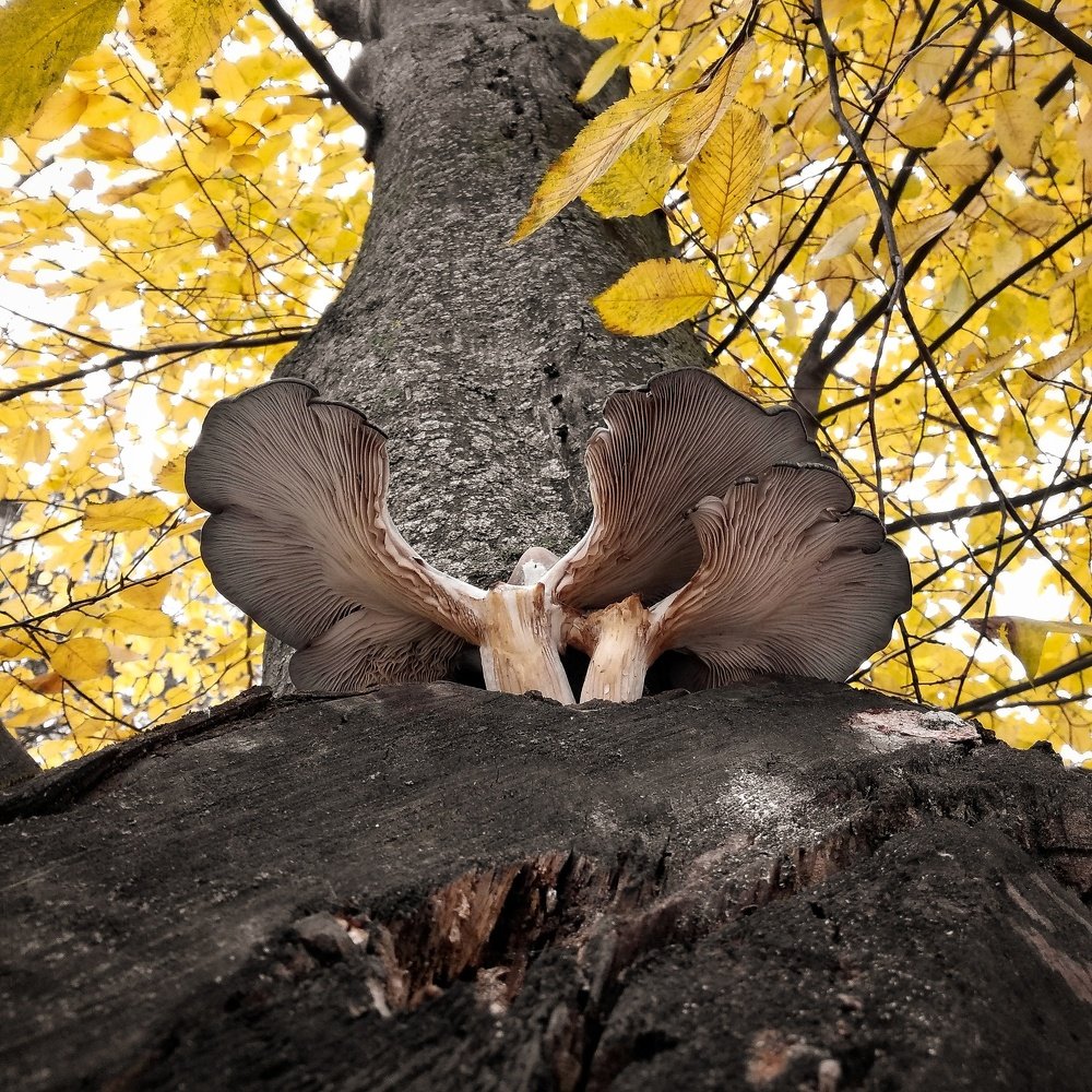 Photograph by Марина Шамич