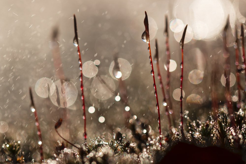 Photograph by Людмила Гудина