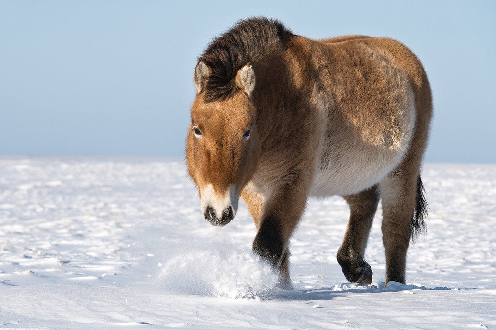 Хозяин зимней степи