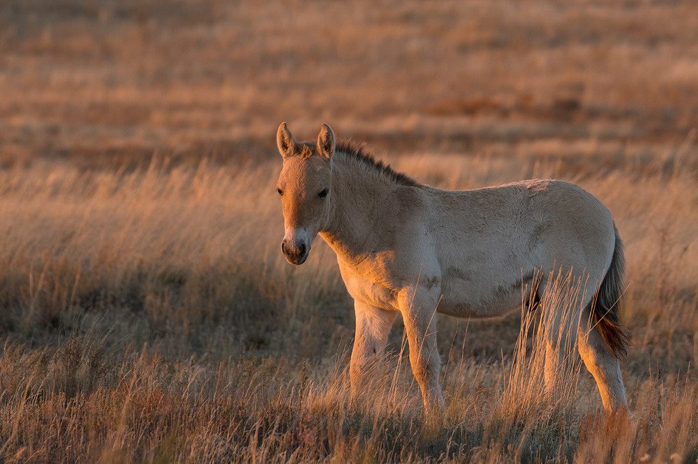 Осенний жеребчик