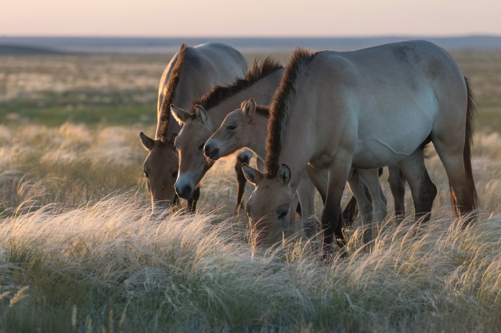 На волнах ковыльной степи