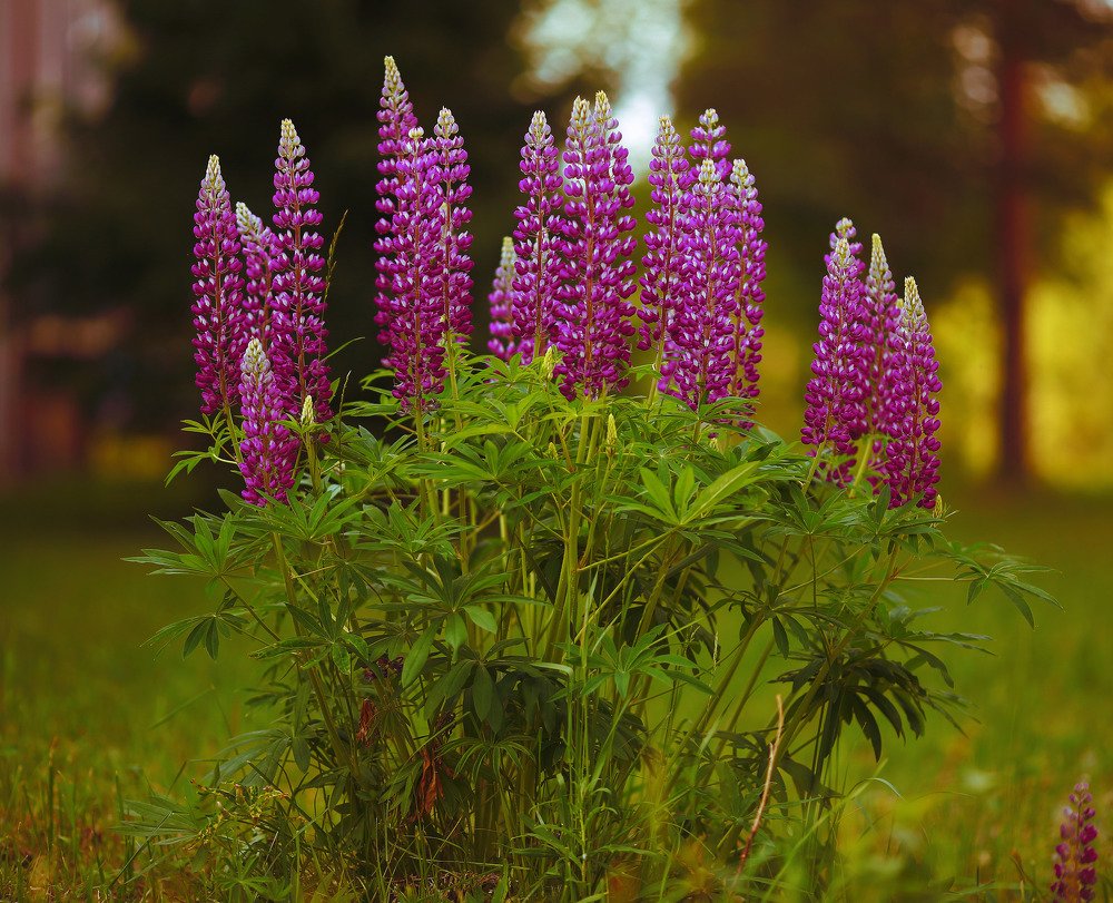 Photograph by Николай Феофанов