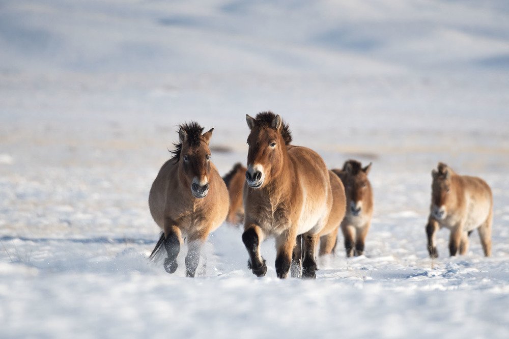 Бег по зимней степи