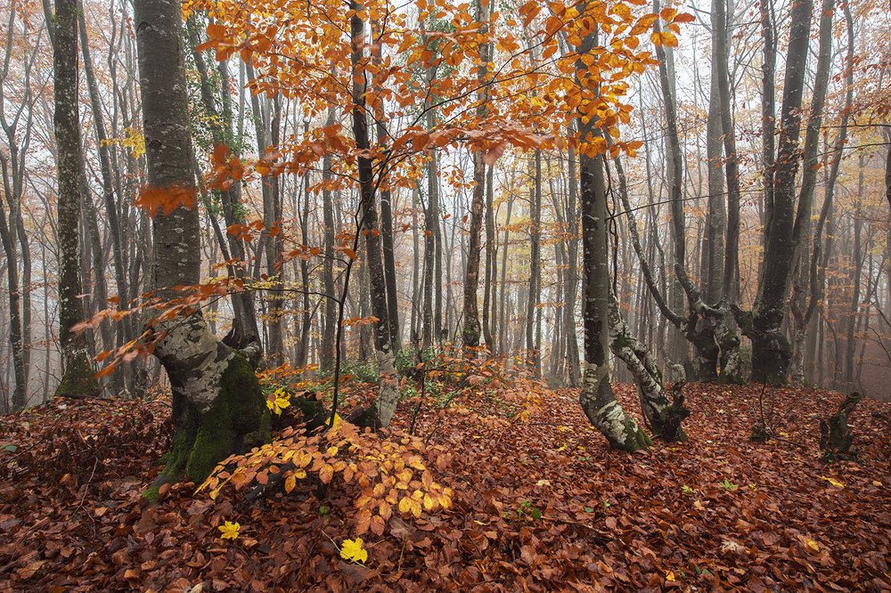 Мистика осеннего леса