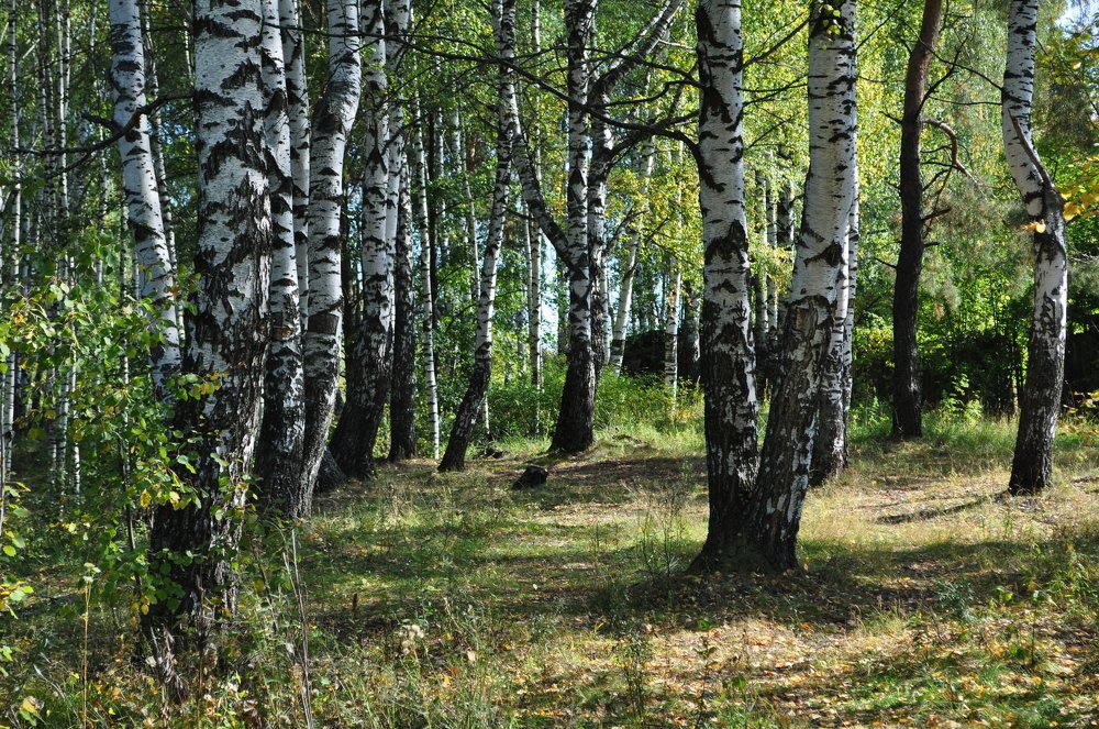 Photograph by Анастасия Обидина