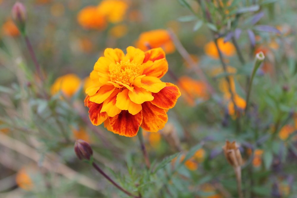 Фотография автора Елена Шатило