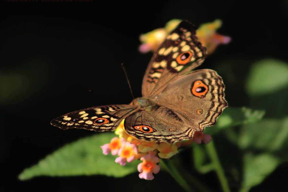 Photograph by PERUMAL VELLINGIRI