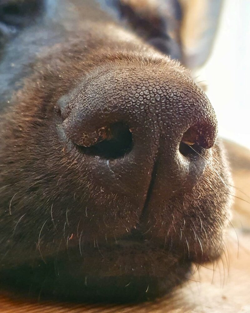 Нос