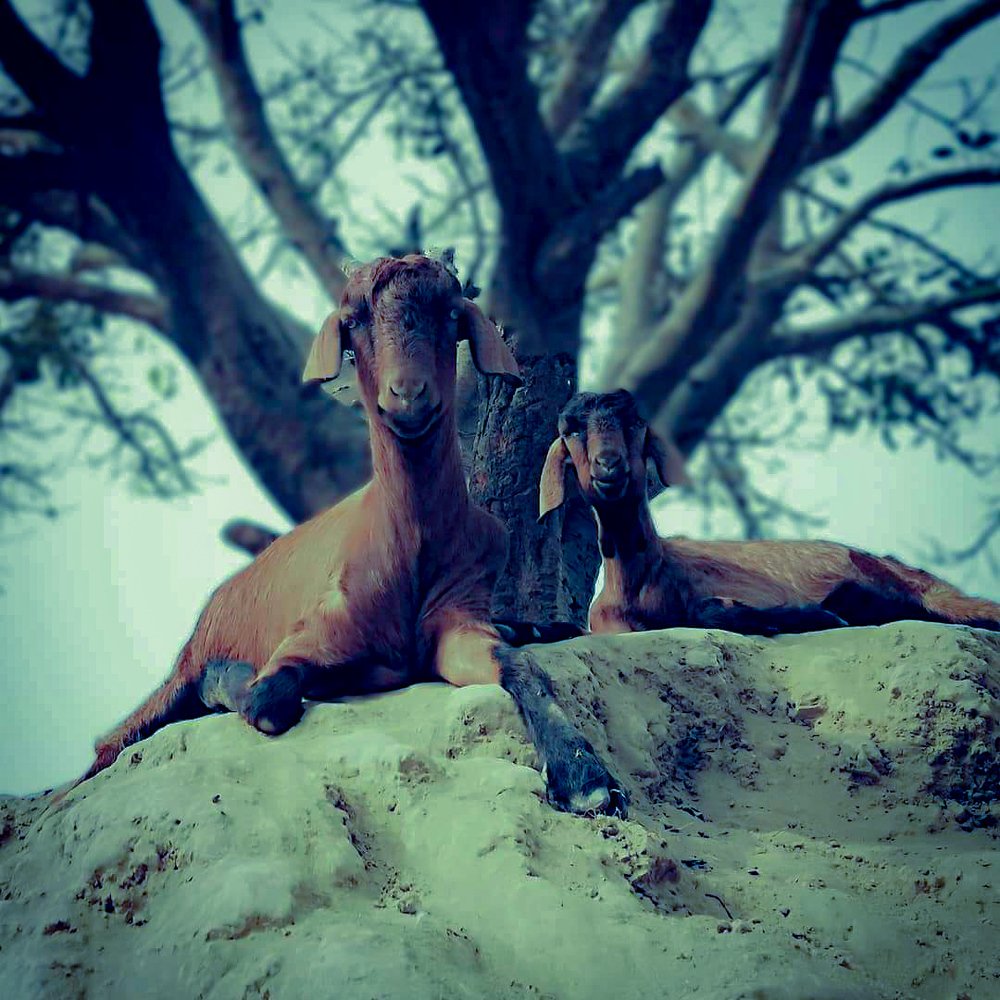 Photograph by Mukul Karn