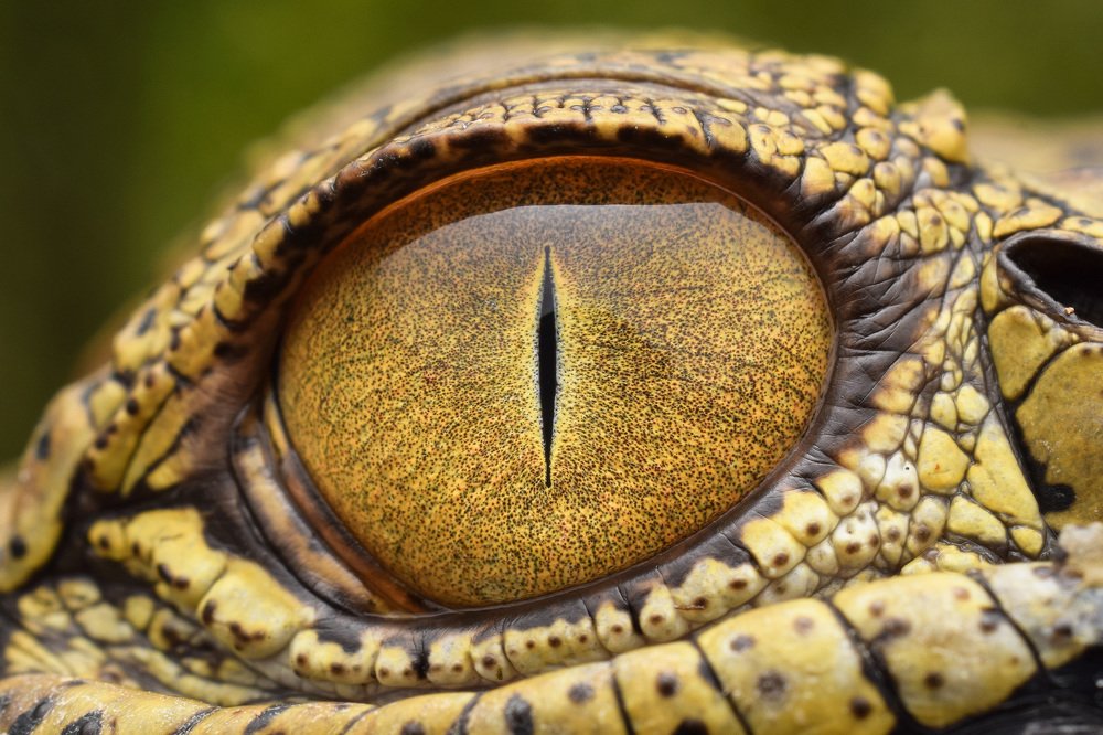 Photograph by Yulianto Pongge