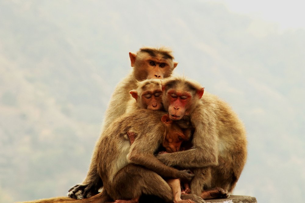 Photograph by PERUMAL VELLINGIRI