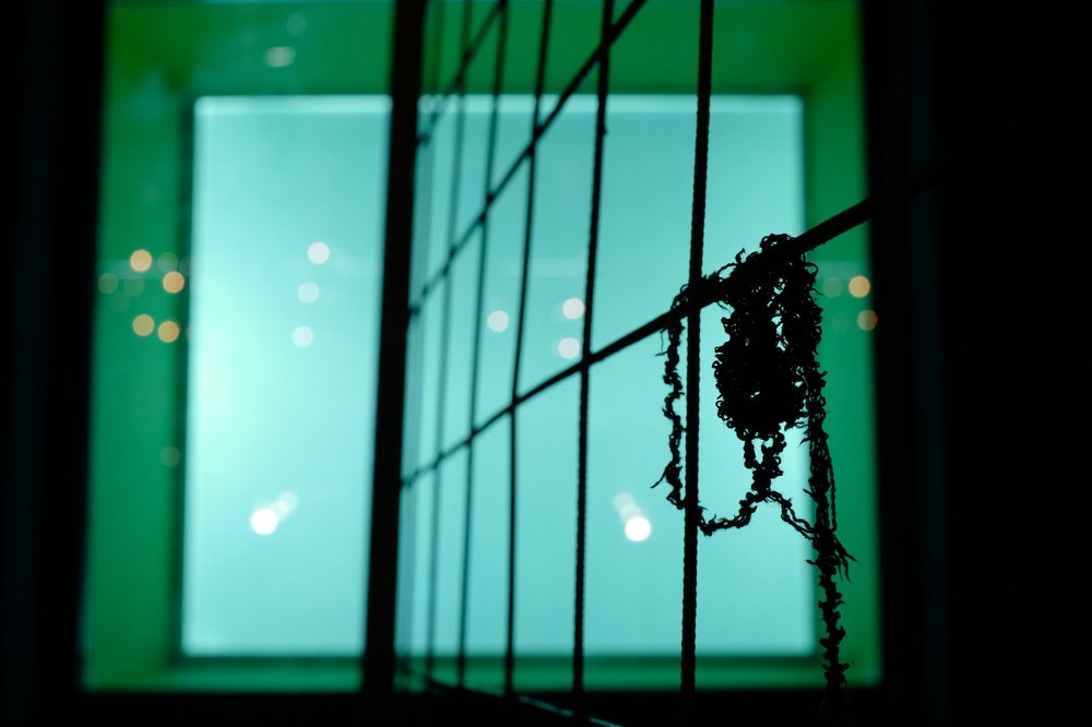 Curly on a green background.