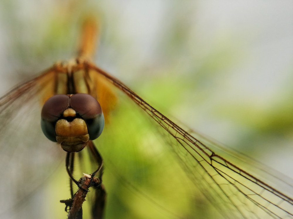Photograph by Sumiran Waghmare