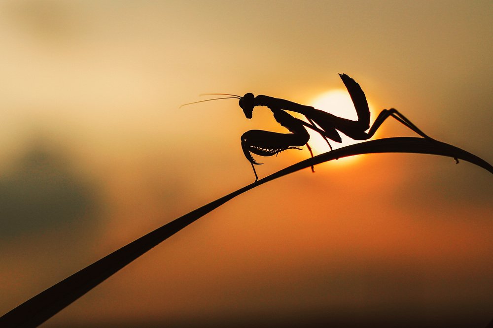 Photograph by Yulianto Pongge