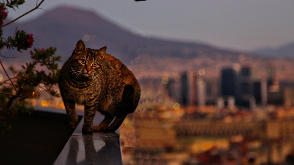 Photograph by Salvatore Palumbo