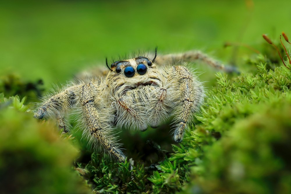 Hyllus Diardi Female