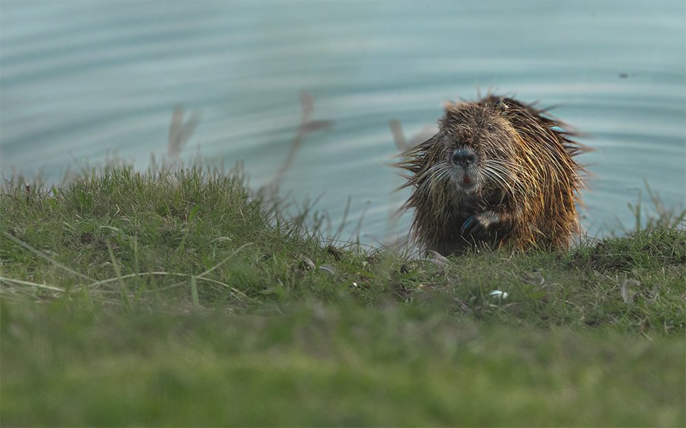 Sarna Con Gusto No Pica