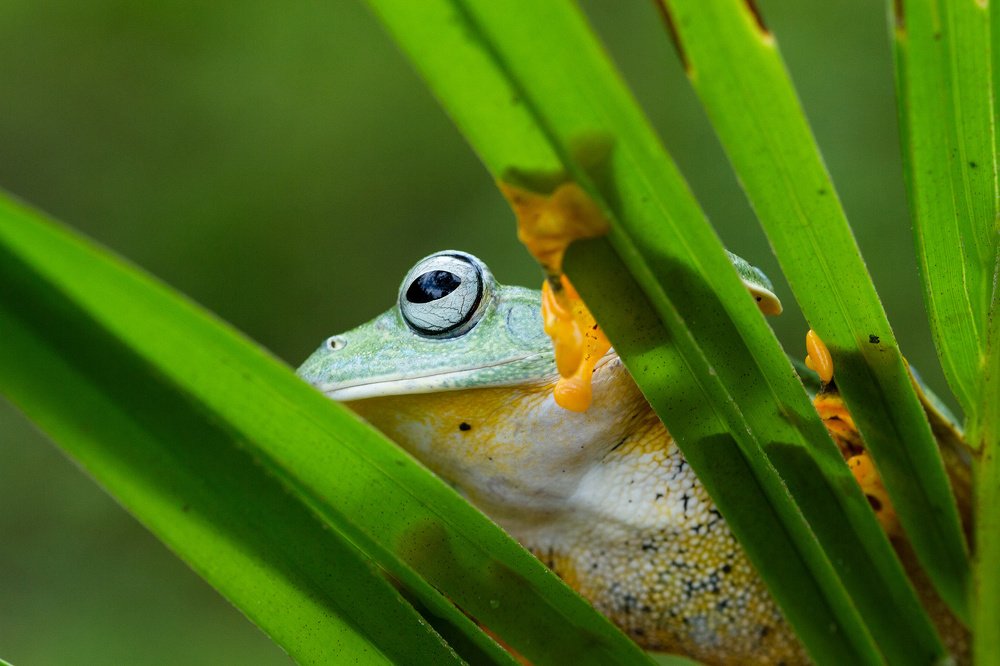 Photograph by Yulianto Pongge