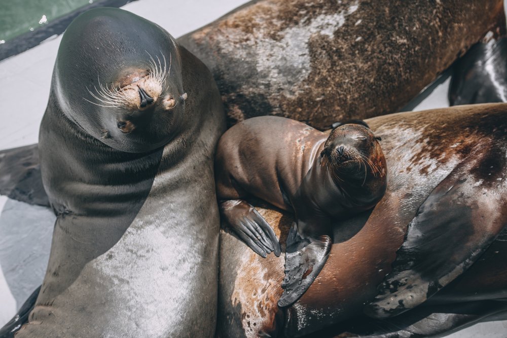 California sea lions