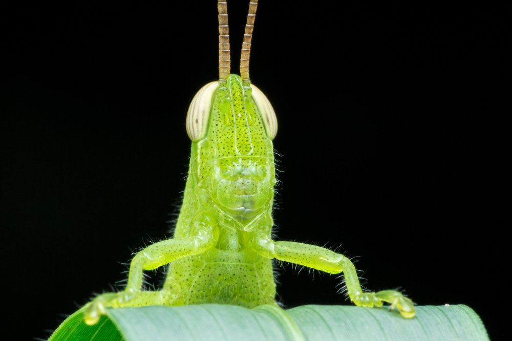 grasshopper
