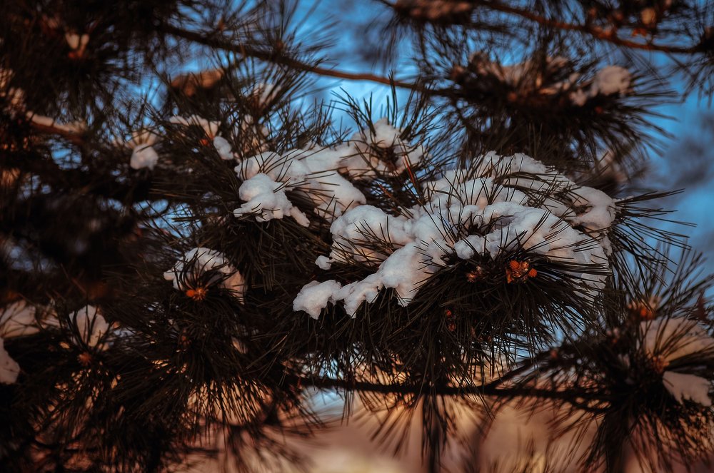 Photograph by Николай Кенгели