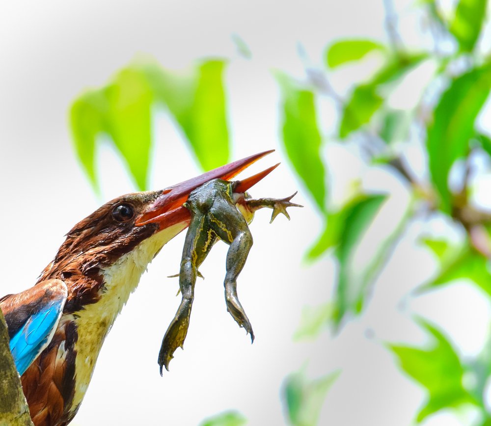 Photograph by Jeyanayagam Jeyathees