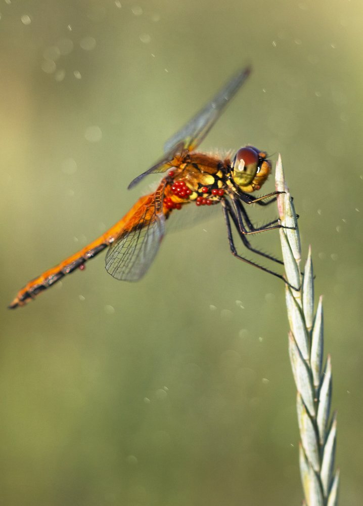 Photograph by Людмила Гудина