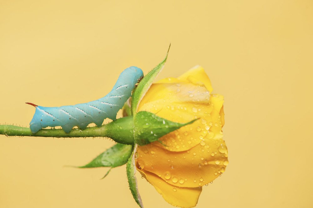 Photograph by Карина Воробьева