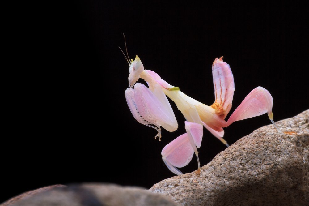 orchid mantis
