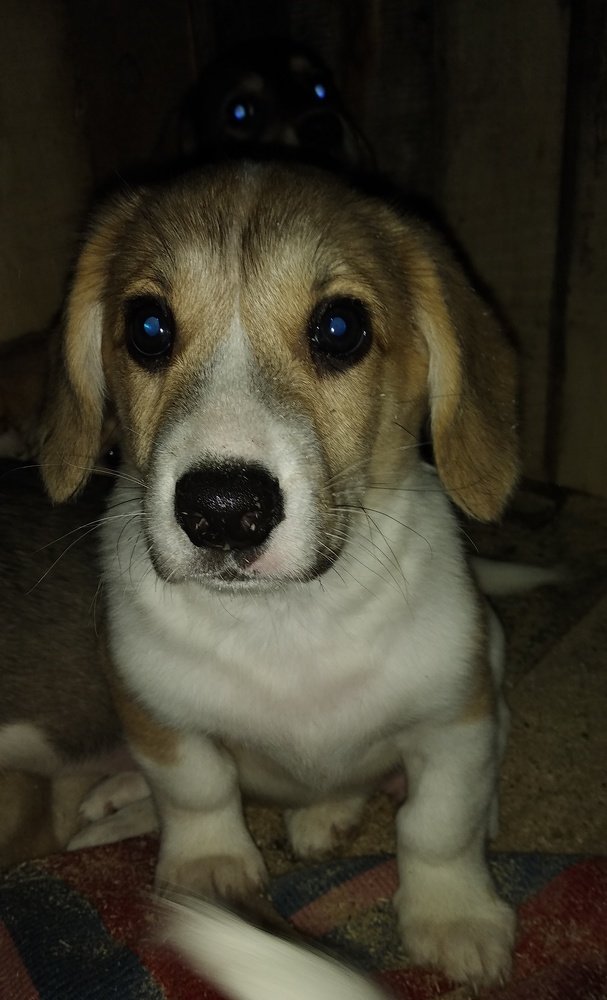 "Дай Джим на счастье лапу мне..."