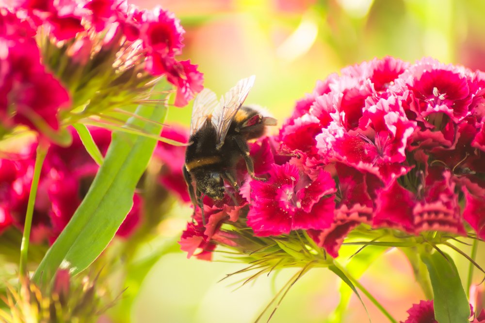 Летние заботы