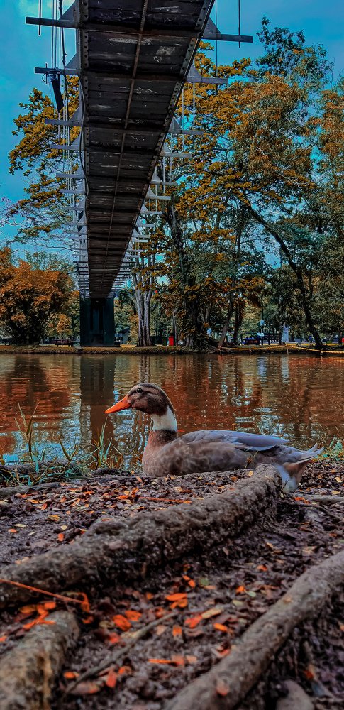 Photograph by Mohammed Rashad Wazook